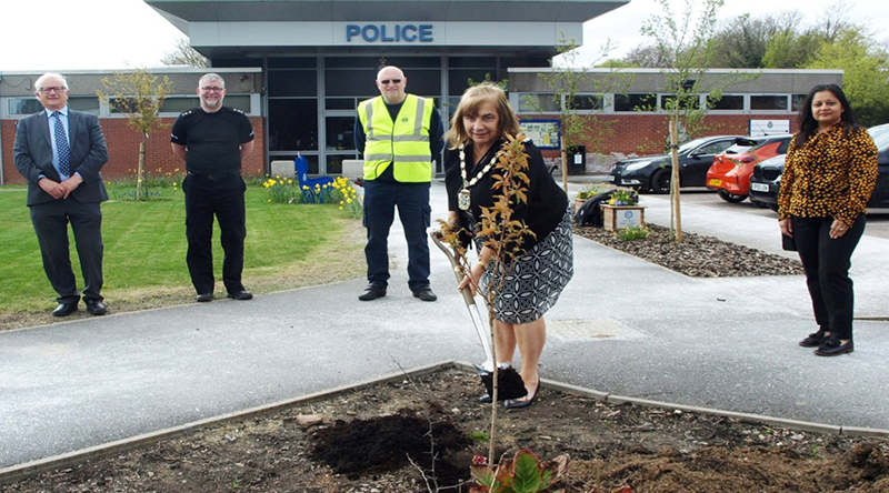 Cherry tree planting