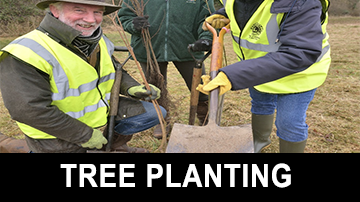 Tree planting